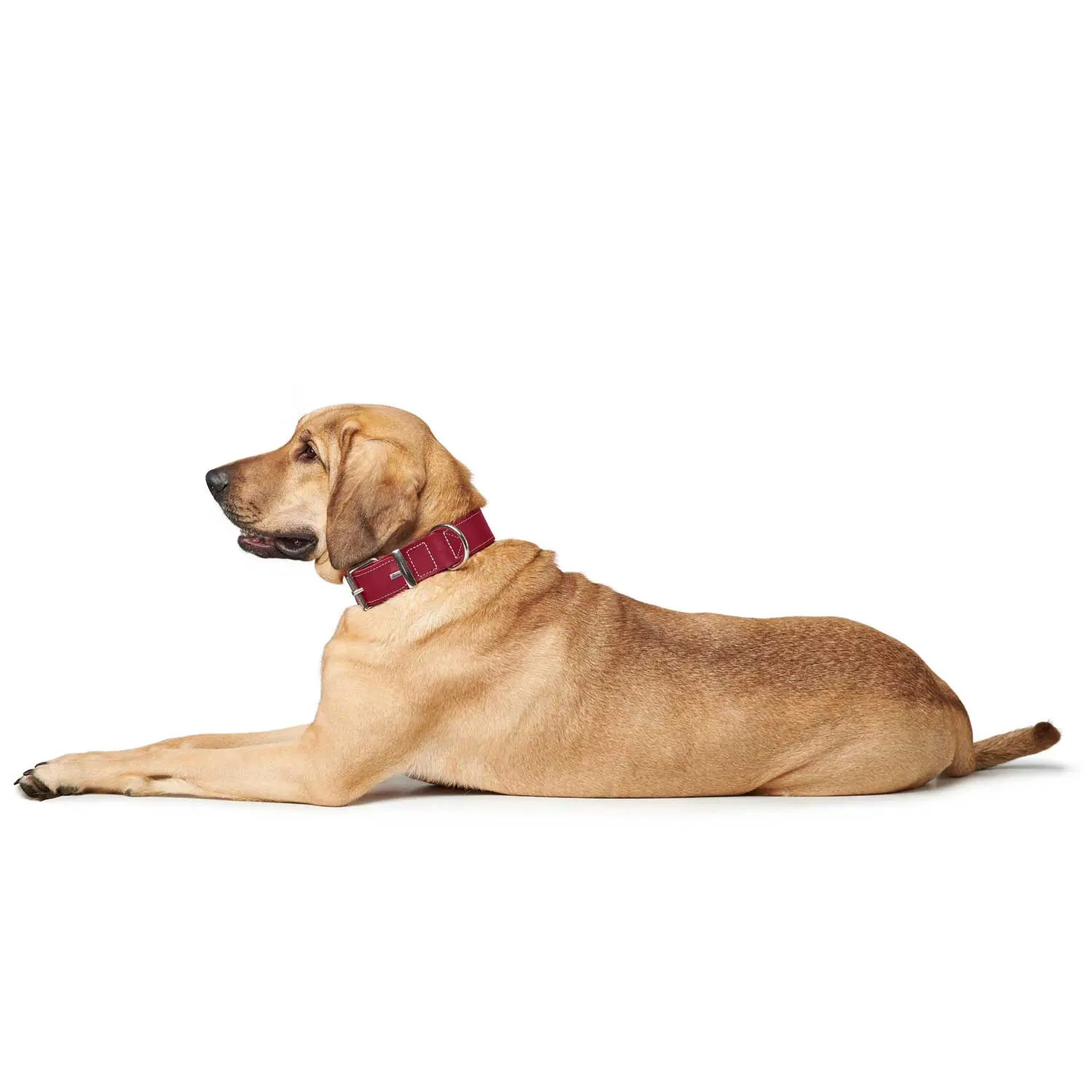 Hunter Aalborg Special Hundehalsbånd Rød 45 - 30-38 cm